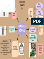 Mapa Mental de Anatomía Normal