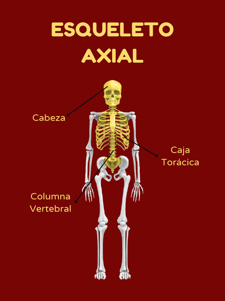 Esqueleto Axial Y Apendicular Pdf Esqueleto Vértebra