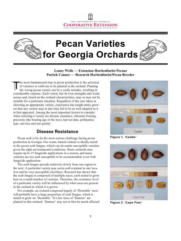 Pecan Varieties For Georgia Orchards: Disease Resistance | PDF ...