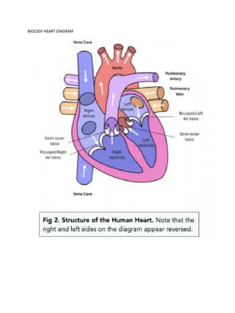 Biology Simple Heart Diagram | PDF