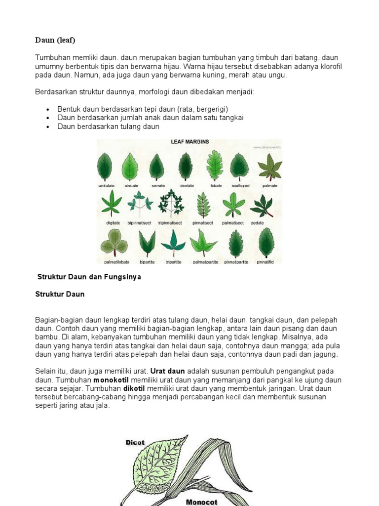 Gambar Struktur Daun Lengkap  Dengan Keterangannya Gambar  Gambar Struktur Daun Lengkap  Dengan Keterangannya Gambar