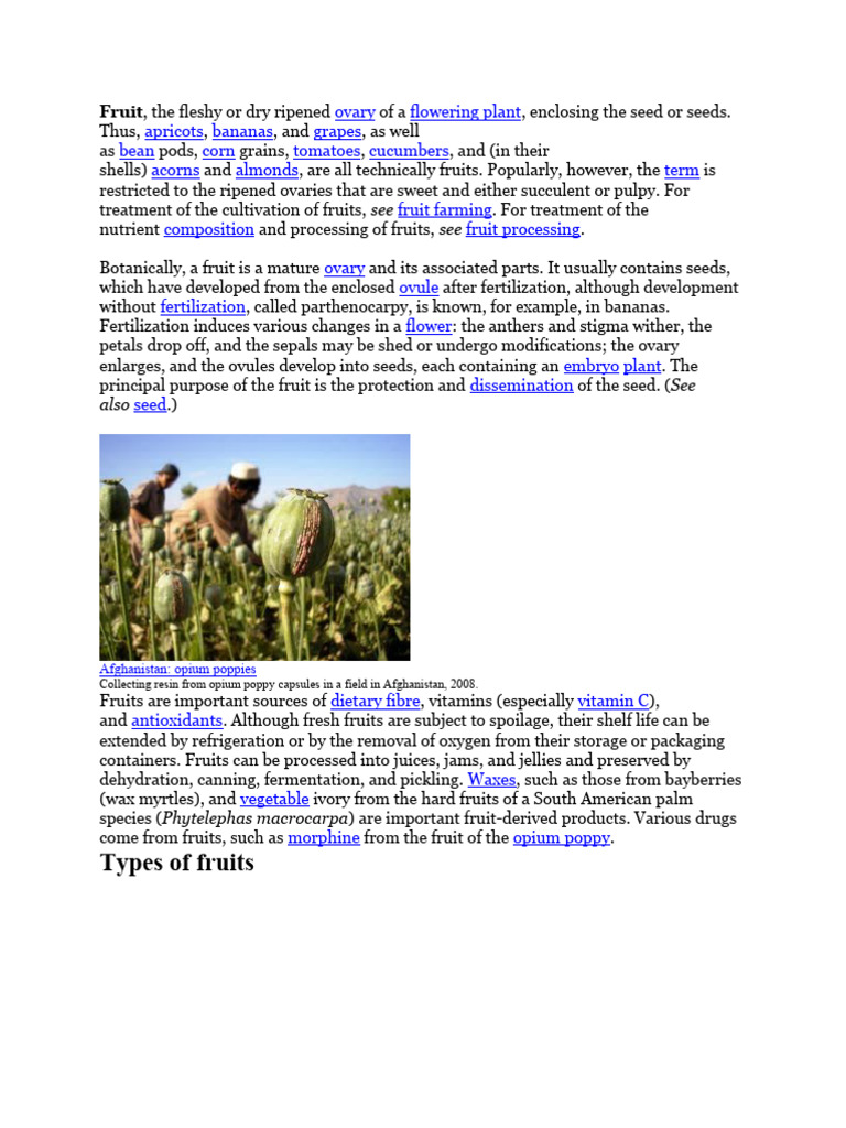 Apricots | PDF | Fruit | Plants