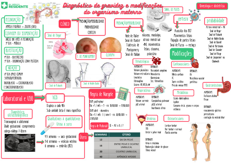 Sinais de Gravidez e Modificações Maternas | PDF | Gravidez | Anatomia ...