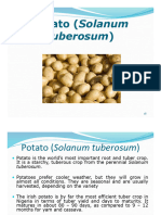 FST 319-Potato