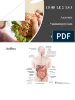 ! Handout Verdauungssystem Lücken