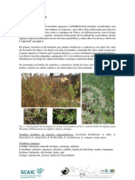 Ficha Botanica SCAIC-PIA 2022 Artemisia o Altimira