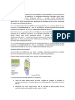 Anatomía Del Pie Humano (Editar)