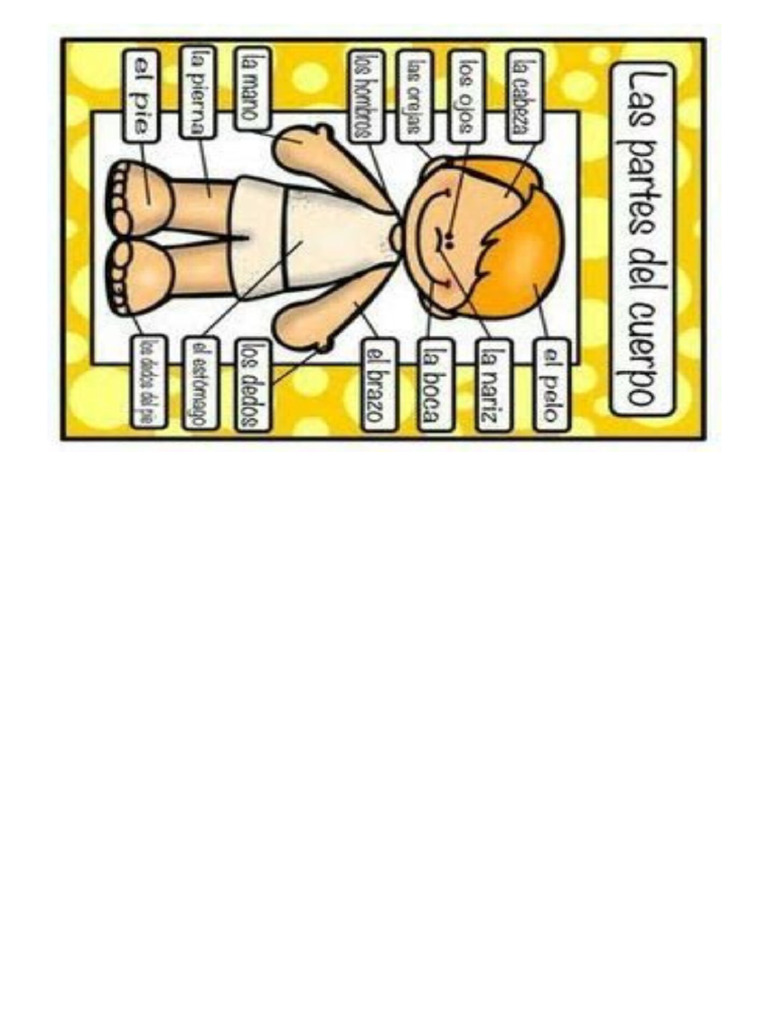 Partes Del Cuerpo | PDF