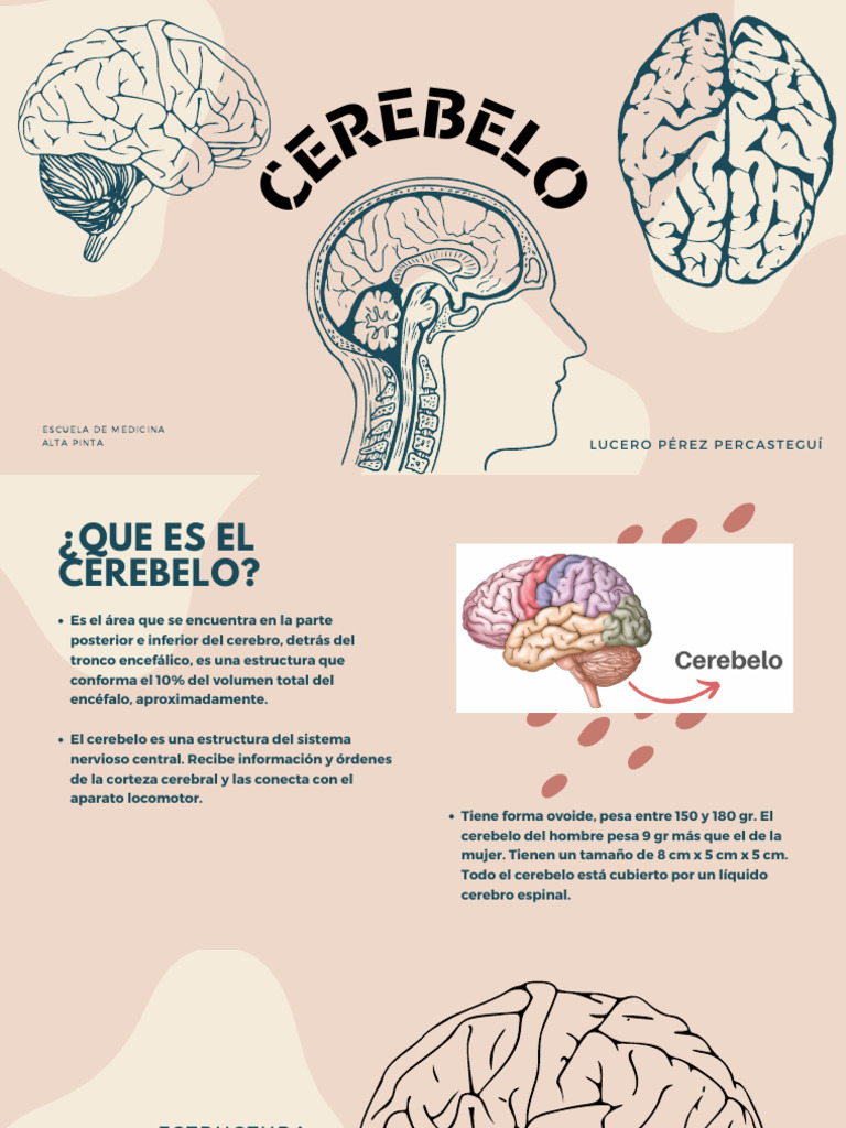 El Cerebro | PDF | Cerebelo | Cerebro, image size:768x1024