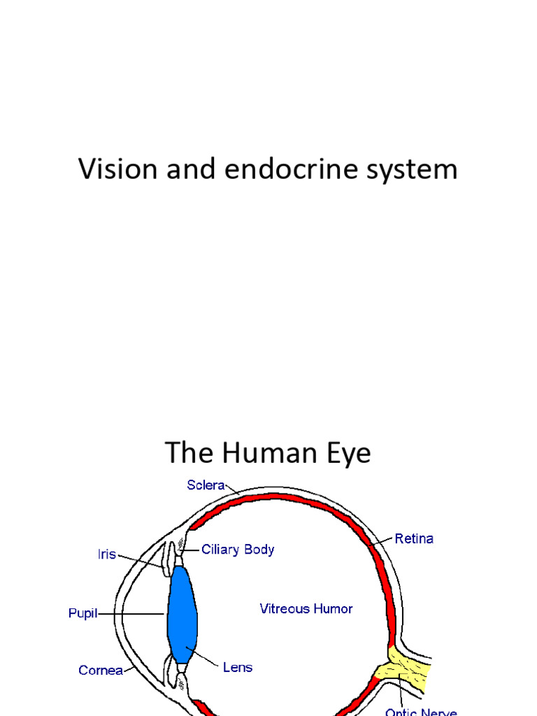 Lect 6 - Vision and Endocrine System | PDF | Human Eye | Eye