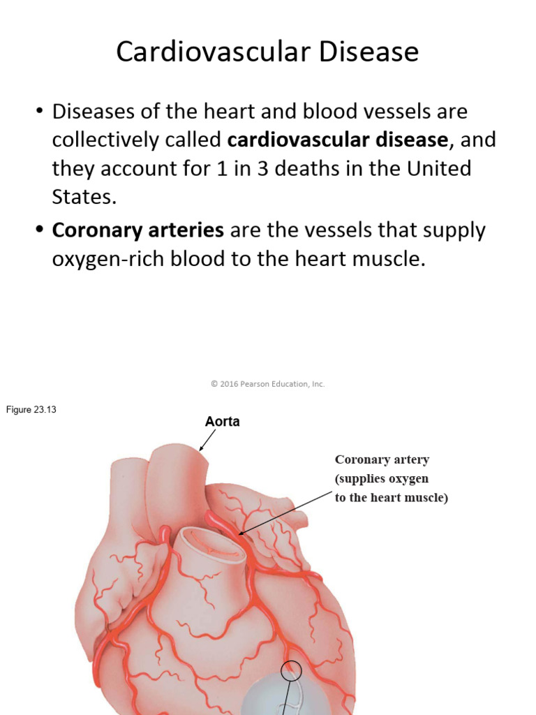Lect 3 - Cardiovascular Diseases Slides | PDF | Lung | Respiratory System