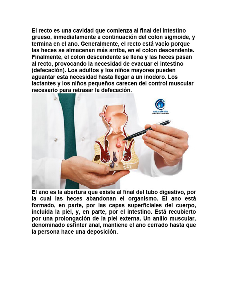 El recto es una cavidad que comienza al final del intestino grueso | PDF