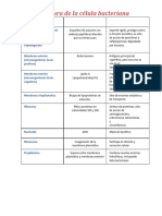 Cuadro de Estrucutura Bacteriana