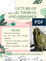 Perez - Structure of Head, Thorax and Abdomen