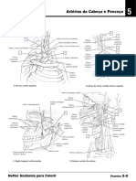 Artéria Anatomia para Colorir