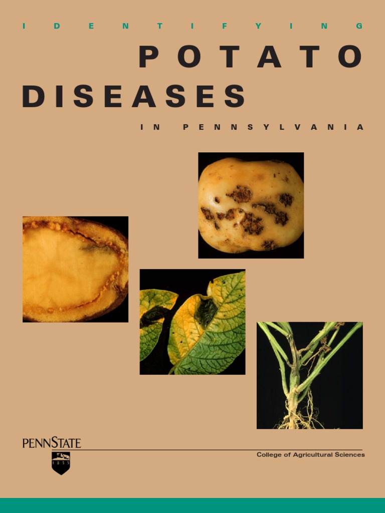 Diseases Potato: I D E N T I F Y I N G | PDF | Potato | Botany