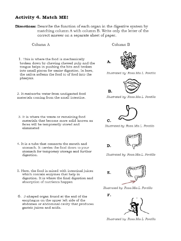 Digestive Activity Sheets Pdf