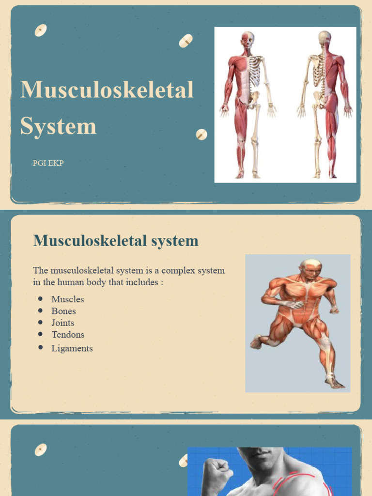 Overview of the Musculoskeletal System | PDF | Human Musculoskeletal ...