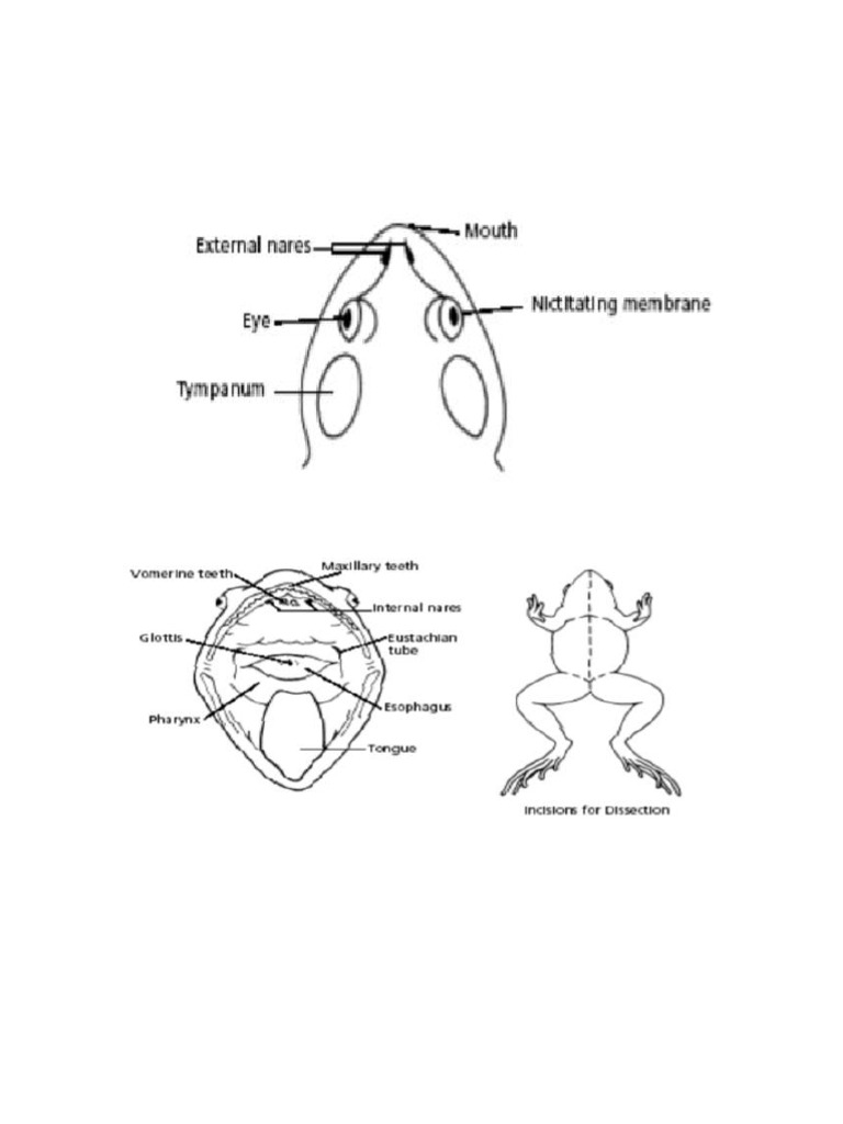 Frogheadanatomy | PDF
