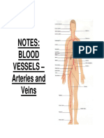 NOTES - Blood Vessels
