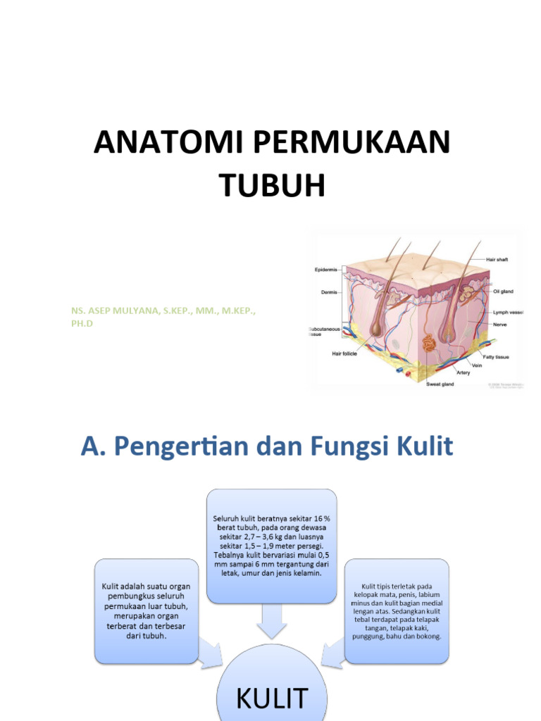 Anatomi Dan Fisiologi Sistem Integumen | PDF