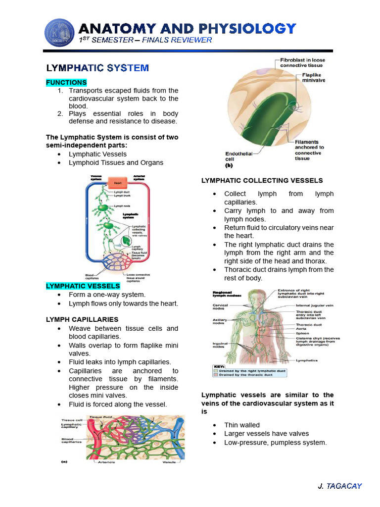 Lymphatic System Pdf Lymphatic System Lymph Node