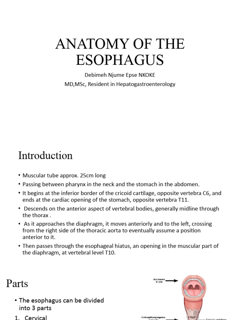 Anatomy and Histology of the Esophagus | PDF | Esophagus | Anatomy