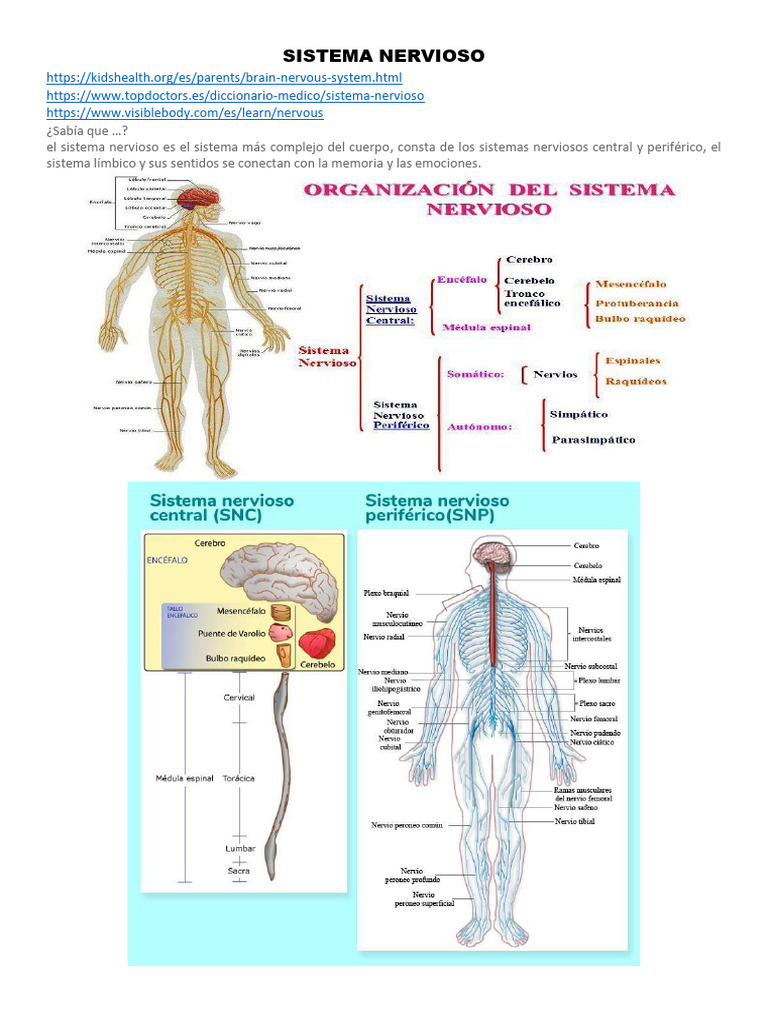 ANATOMÍA U 4 SISTEMA NERVIOSO Parte 1 | PDF | Sistema nervioso | Cerebro