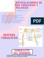 Huesoso y Aticulaciones Toracico y Pelvicas (Brazos y Piernas)