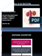 Exposicion Del Sistema Excretor