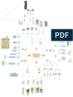 Equipo 17 - Huesos y Articulaciones de Cuello y Tronco - Mapa Mental