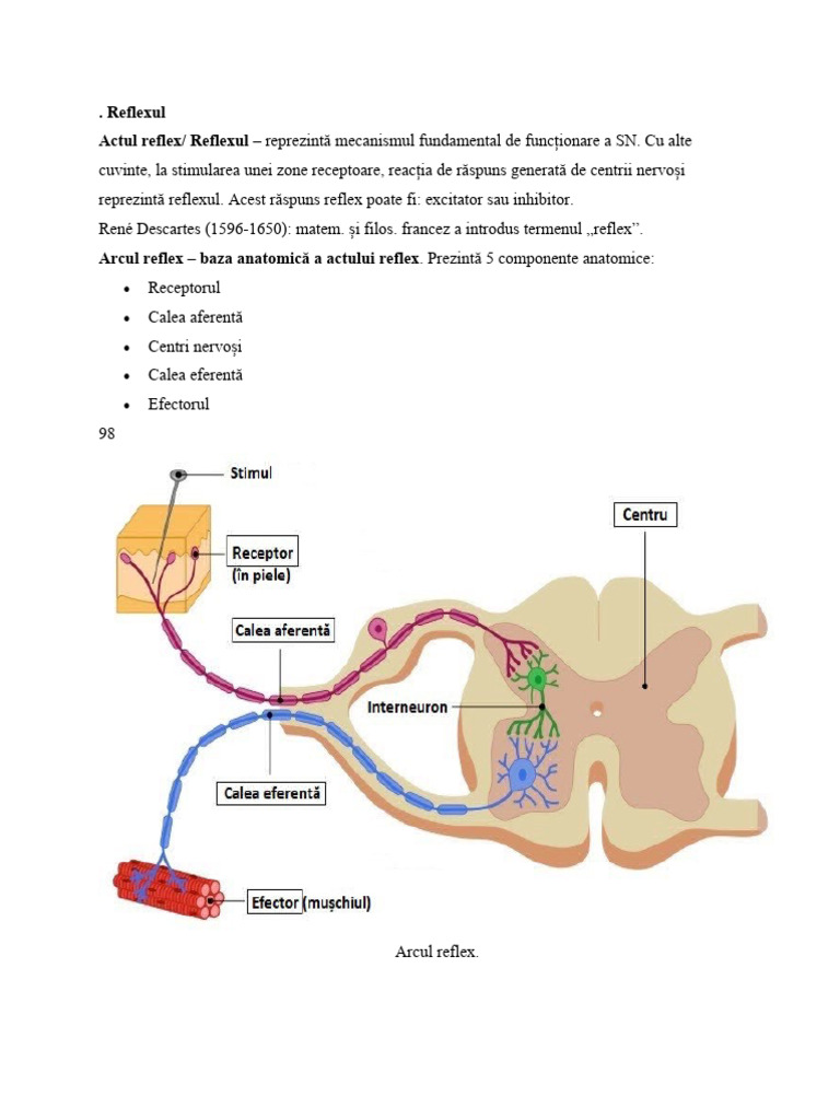 Reflexul | PDF