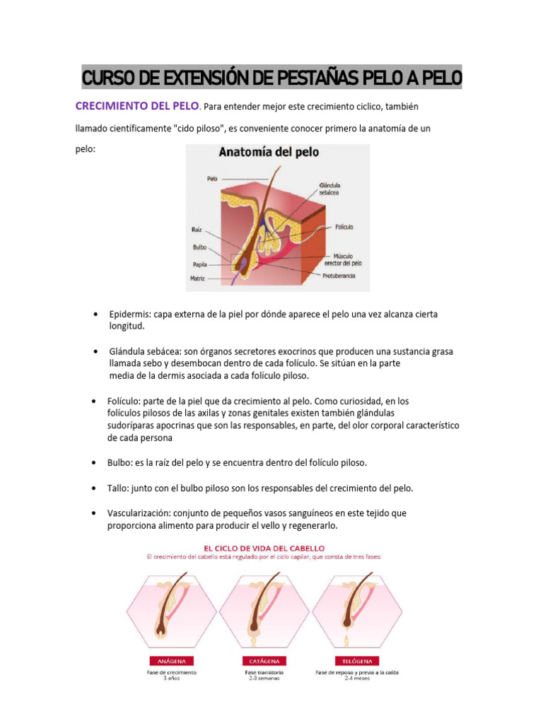 Anatomía y Extensiones de Pestañas | PDF | Sistema tegumentario ...