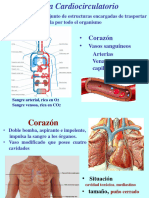 Aparato Cardiocirculatorio I