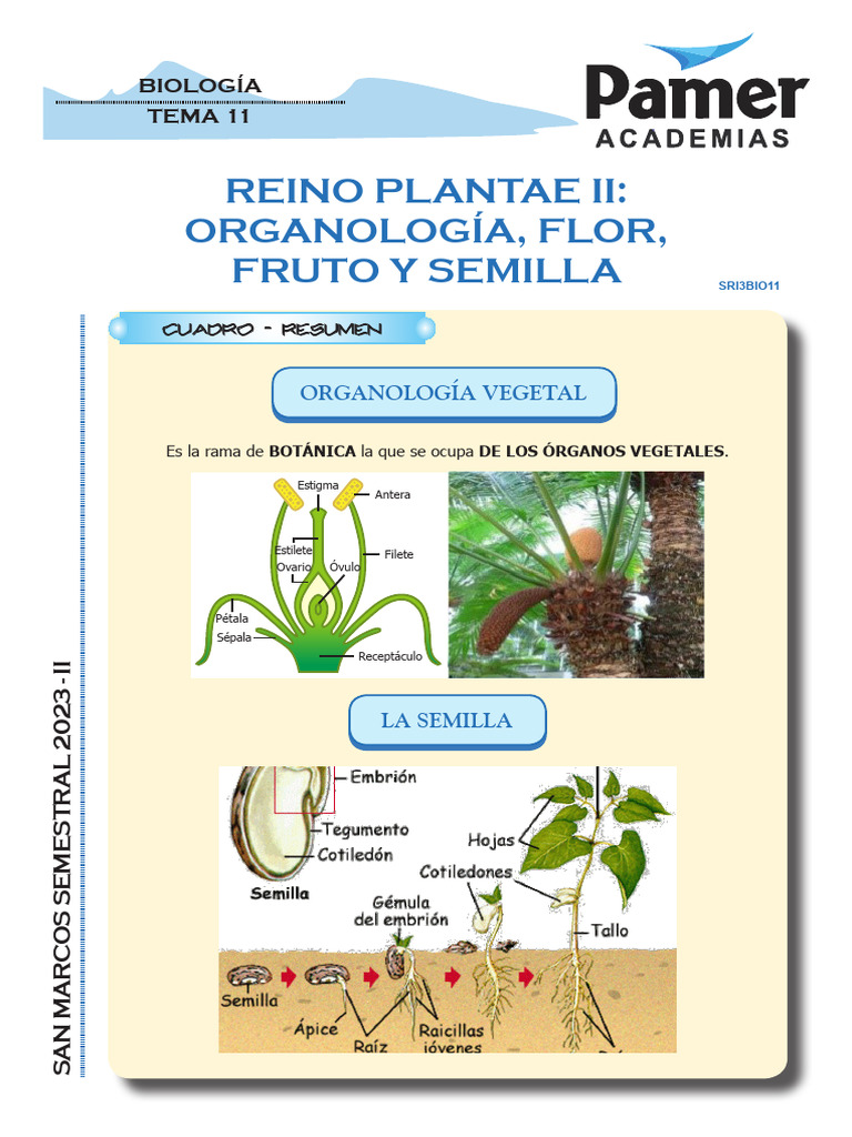 BIO - Sem11 - Reino Plantae II Organología, Flor, Fruto y Semilla | PDF ...