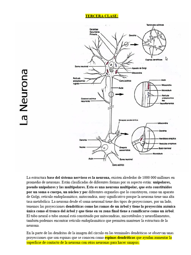 Estructura y Función de las Neuronas | PDF | Sinapsis | Neurona