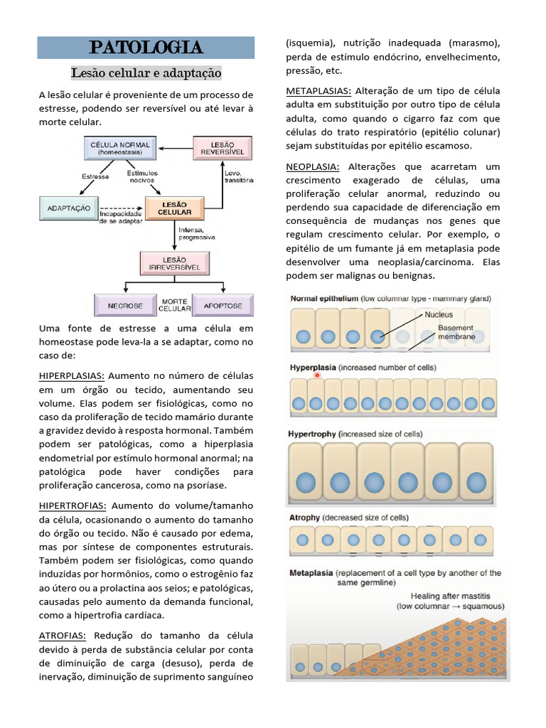 Lesão Celular: Tipos e Causas | PDF | Apoptose | Necrose