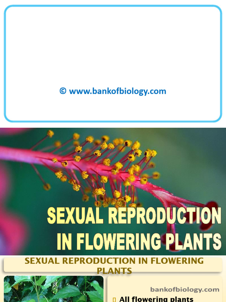 Sexual Reproduction in Flowering Plants | PDF | Pollen | Flowers