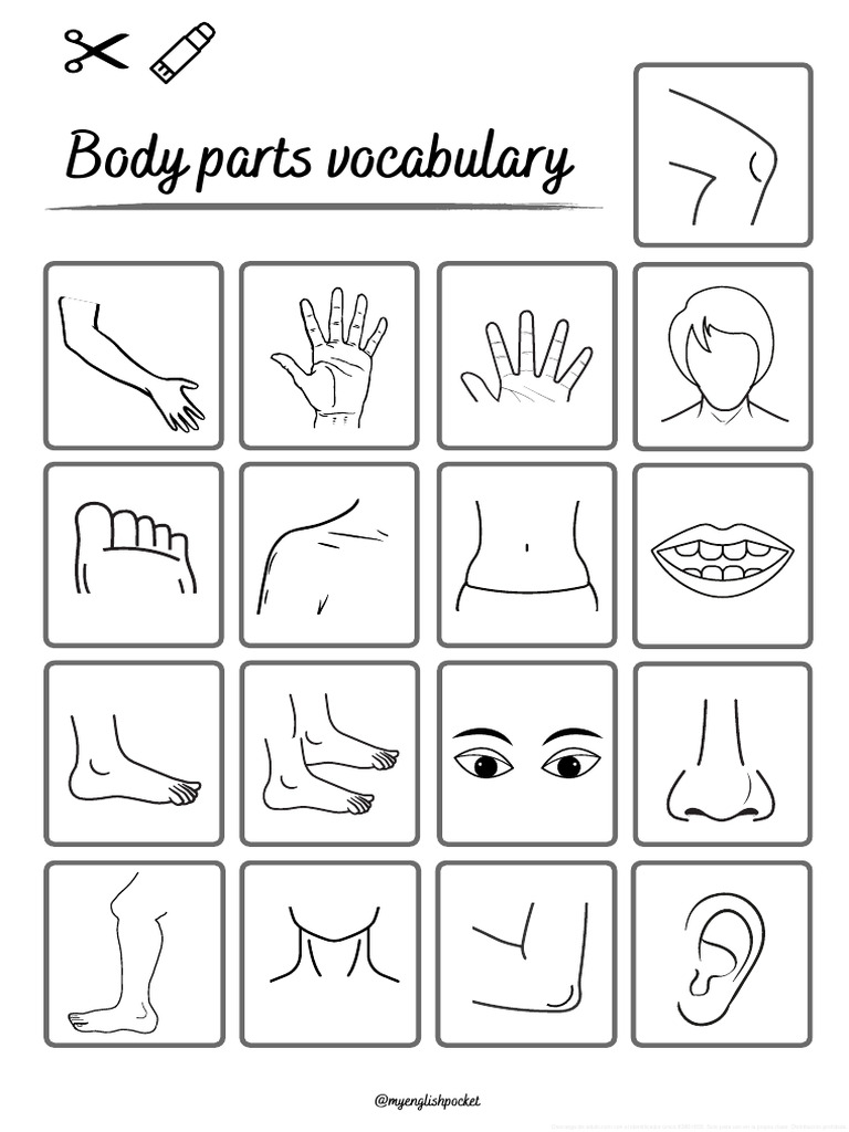 Body Parts Vocabulary Worksheet Pdf