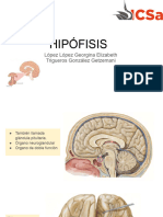 Hipofisis Anatomía