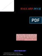 A - Mallard Duck