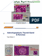 Adenohypophysis Thyroid Gland Pancrease