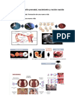 Tema 3 Ciclo Vital I