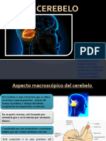 Anatomia 3