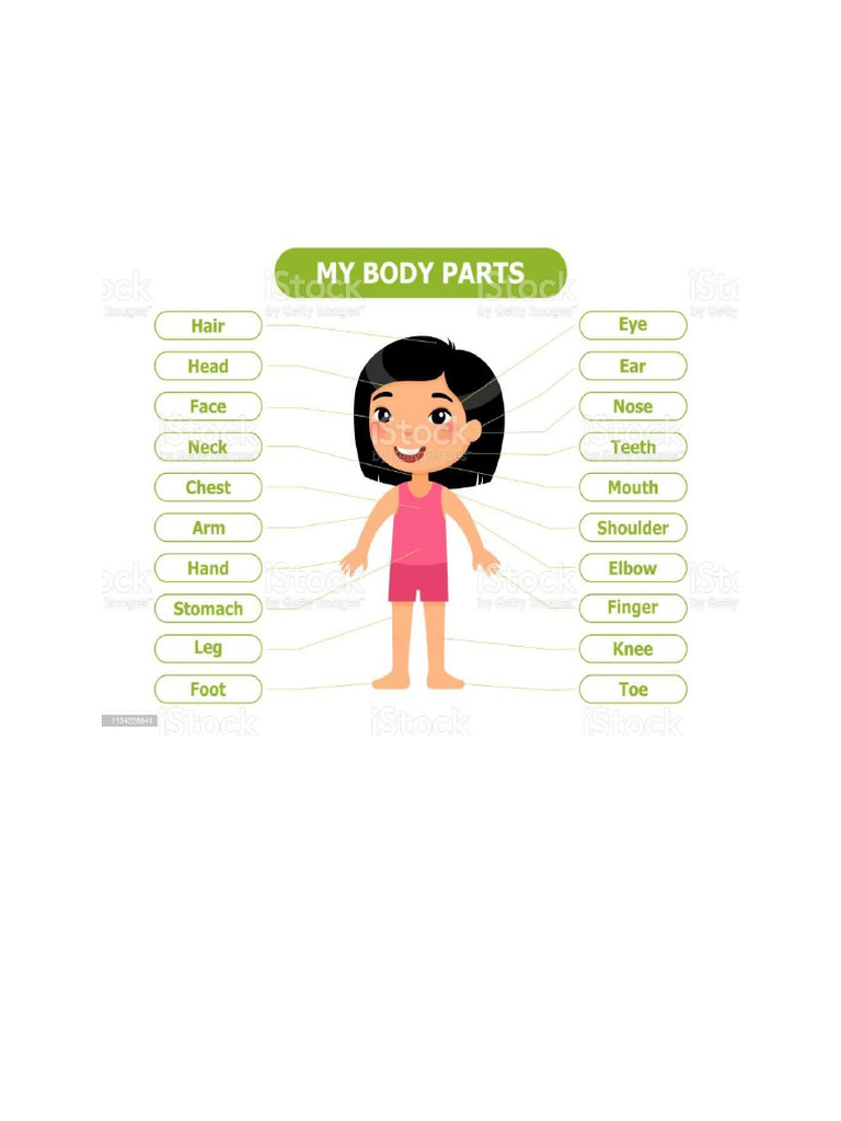 My Body | PDF