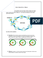 Ciclo Celular de La Mitosis de Emma Sanchez.