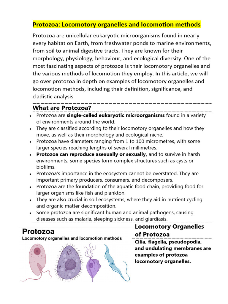 Protozoa Locomotion Methods Explained | PDF | Protozoa | Microscopy