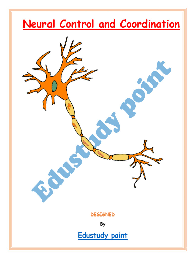Neural Control and Coordination Overview | PDF | Axon | Neuron