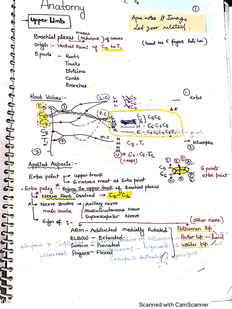 Anatomy PDF DR Teena | PDF