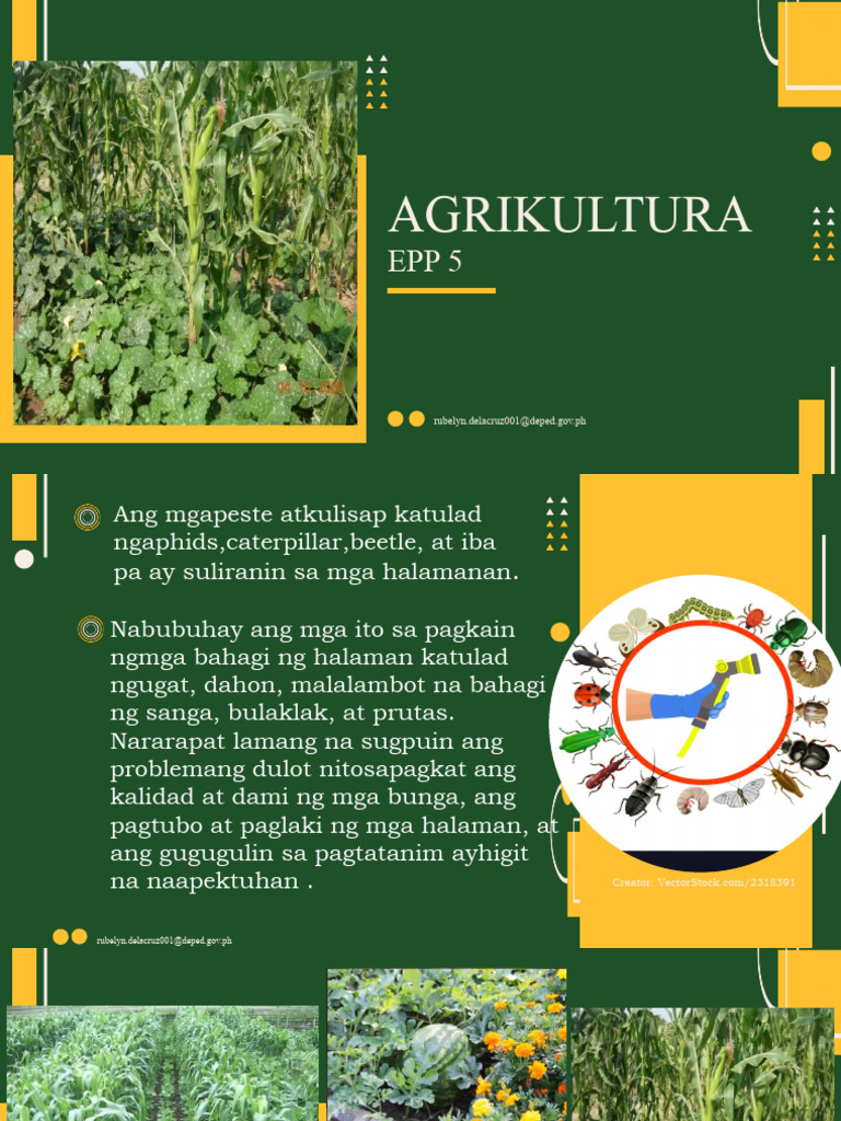 EPP INTERCROPPING New | PDF